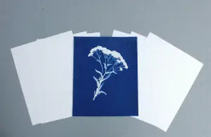 8" X 10" cyanotype paper (white)