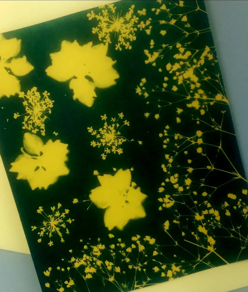 8" X 10" cyanotype paper (yellow) - Image 3