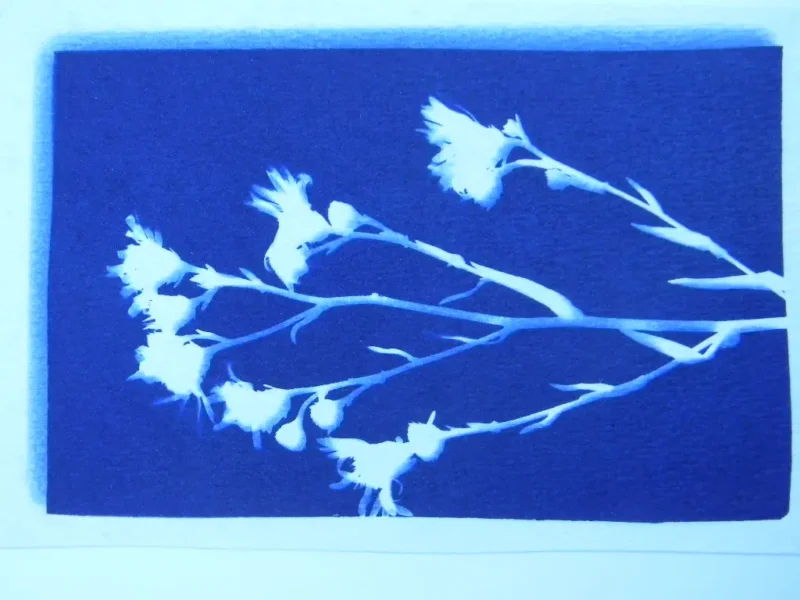 8" X 10" cyanotype paper (blue) - Image 2