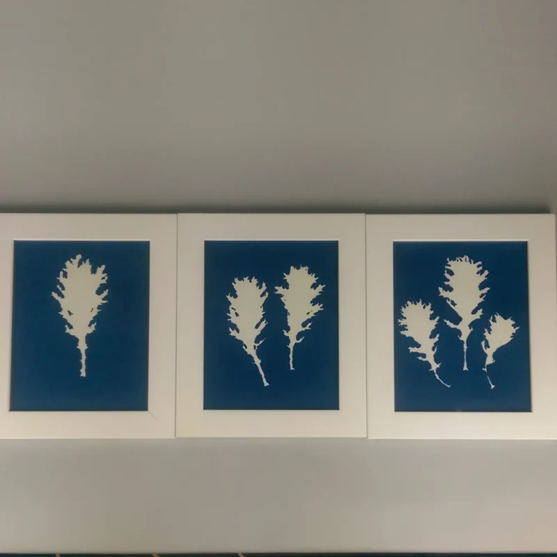 6" x 6" cyanotype paper (white) - Image 4