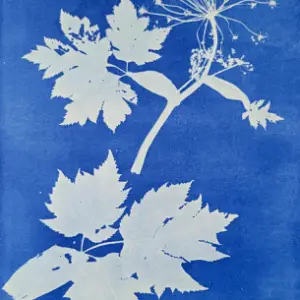 22" x 22" White Cotton Cyanotype Bandanas