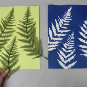 11" x 14" cyanotype paper (white)