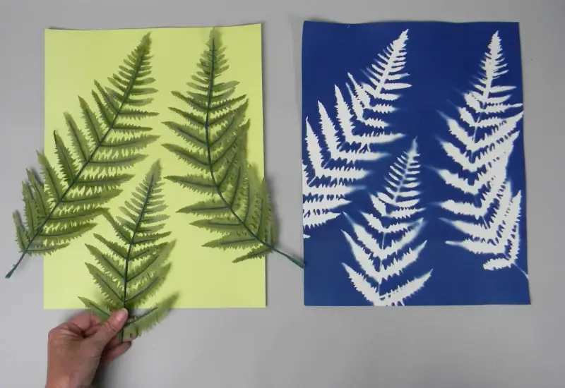 11" x 14" cyanotype paper (white)