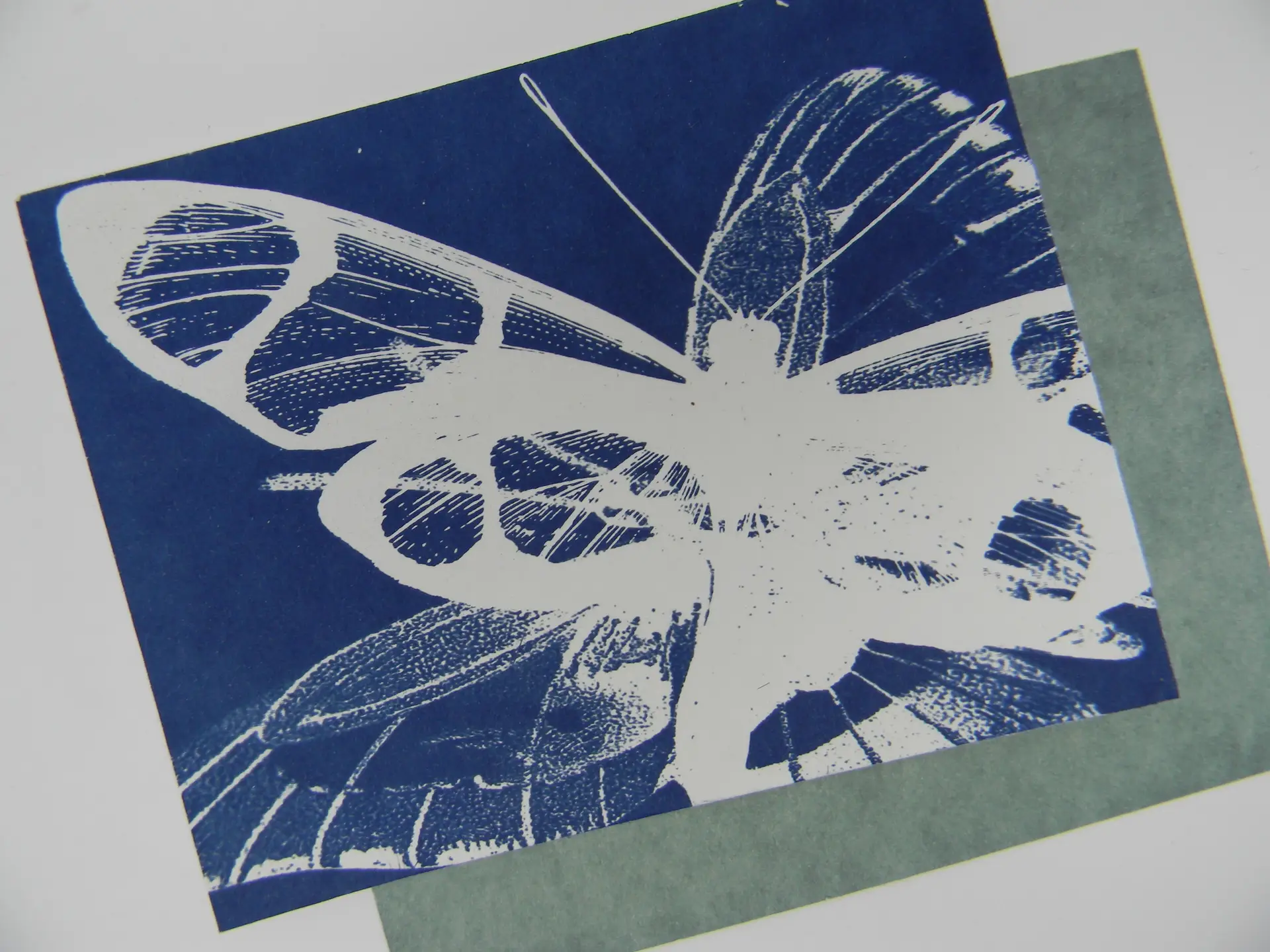 cyanotype paper remnants (white)