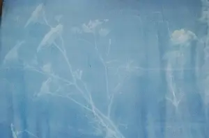 cyanotype silk by the yard (45" wide, white)